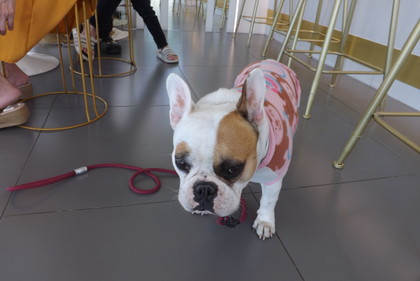 パグ犬